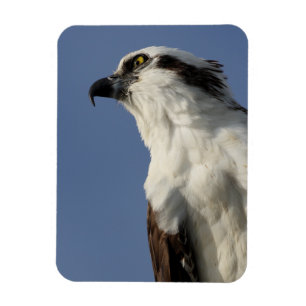 Magnet Flexible Portrait d'un balbuzard