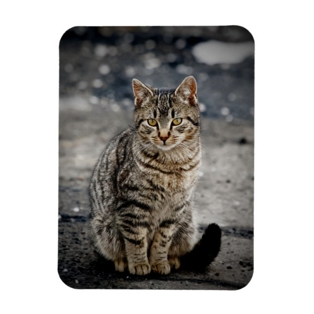 Magnet Flexible Portrait d'un chat (Vertical)