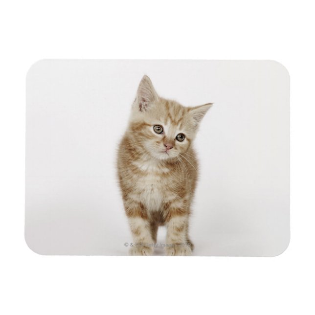 Magnet Flexible Portrait d'un chaton (Horizontal)
