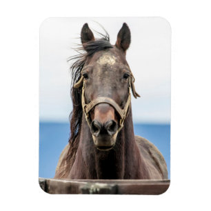 Magnet Flexible Portrait d'un cheval