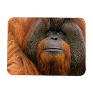 Magnet Flexible Portrait d'un orang-outan mâle, Géorgie, États-Uni