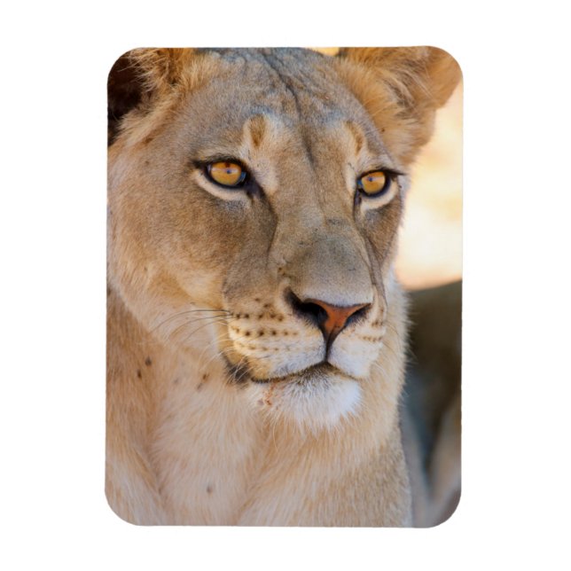 Magnet Flexible Portrait d'une Lionne regardant au loin (Vertical)