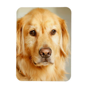 Magnet Flexible Portrait Golden Retriever