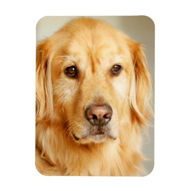 Magnet Flexible Portrait Golden Retriever (Vertical)