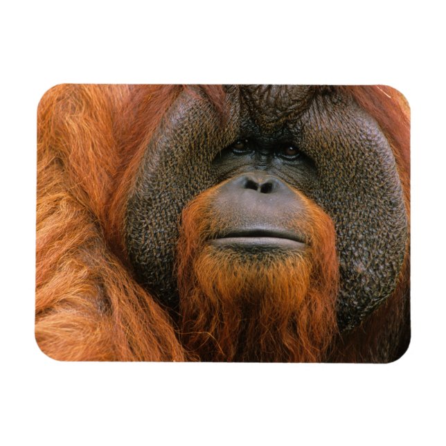 Magnet Flexible Portrait of Orang-utang Male, Georgia, USA (Horizontal)