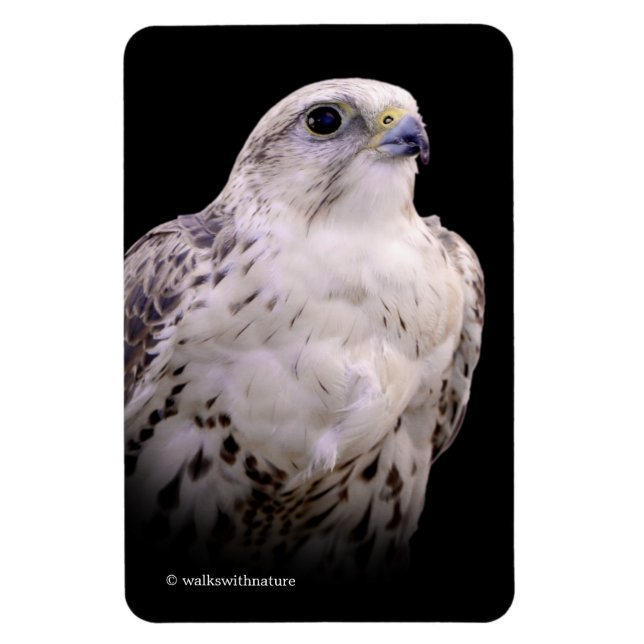 Magnet Flexible Portrait signé d'un faucon de Saker curieux (Vertical)