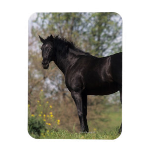 Magnet Flexible Position de cheval de pur sang