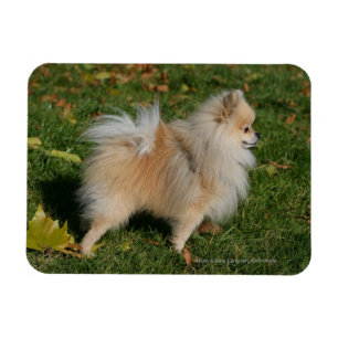 Magnet Flexible Position de Pomeranian