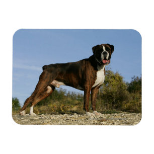 Magnet Flexible Position d'exposition canine de boxeur