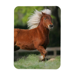 Magnet Flexible Position miniature de cheval