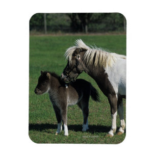 Magnet Flexible Position miniature de jument et de poulain