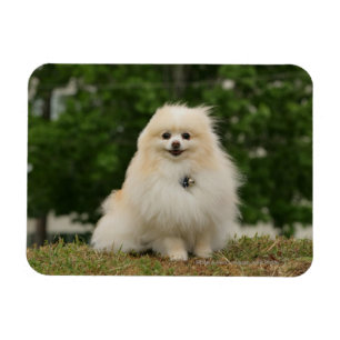 Magnet Flexible Poste de poméraning