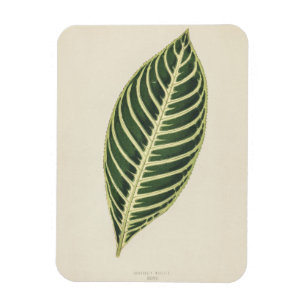 Magnet Flexible Poster gravé du Plante de tigre (Sanchezia Nobilis