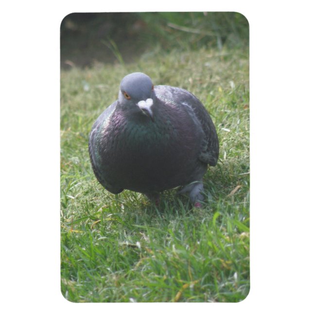 Magnet Flexible Poster un aimant Pigeon Premium (Vertical)