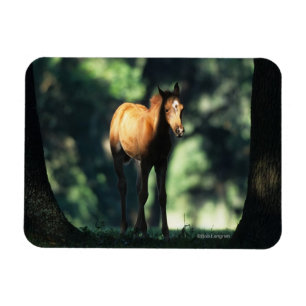 Magnet Flexible Poulain arabe dans les arbres