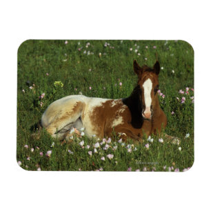 Magnet Flexible Poulain d'Appaloosa fixant en fleurs