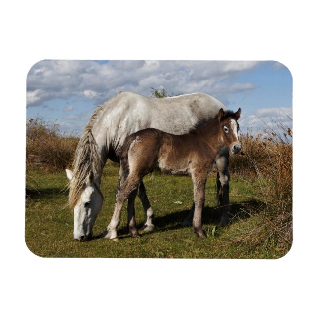 Magnet Flexible Poulain de cheval de Camargue avec sa mère (Horizontal)