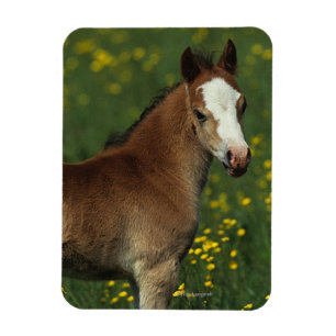 Magnet Flexible Poulain de Gallois