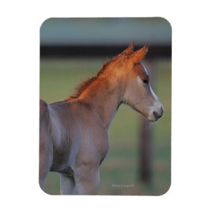 Magnet Flexible Poulain quart de cheval