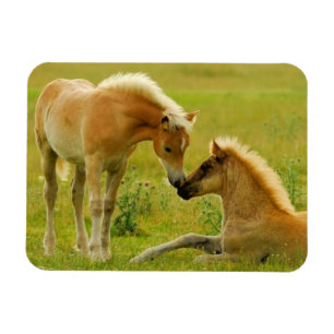 Magnet Flexible Poulains de cheval