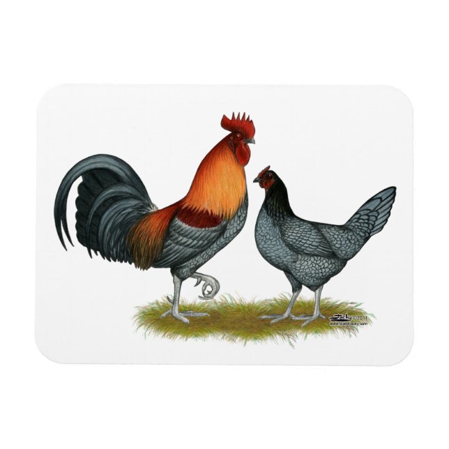 Magnet Flexible Poule bleue du Delaware (Horizontal)