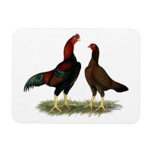 Magnet Flexible Poules Aseel Black Red