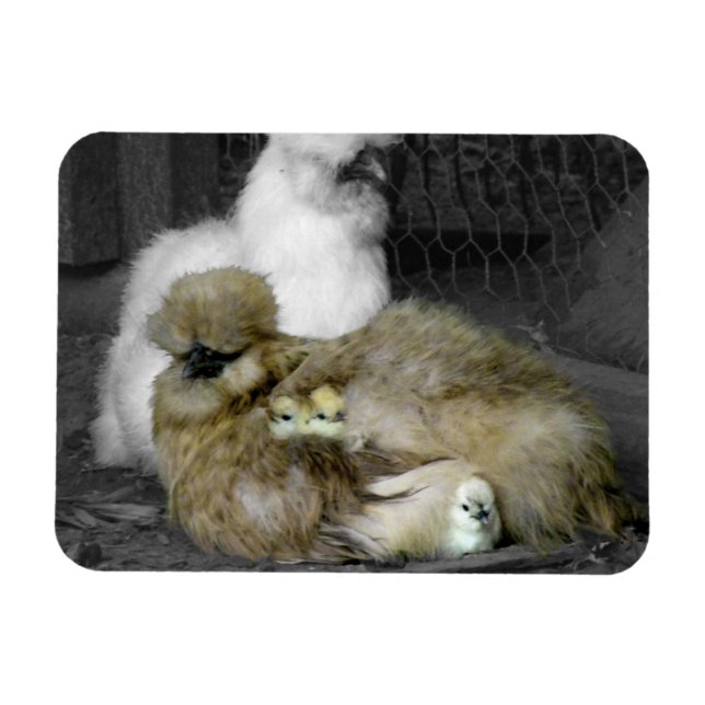Magnet Flexible Poules de Silkie avec poules Pékin hors des plumes (Horizontal)