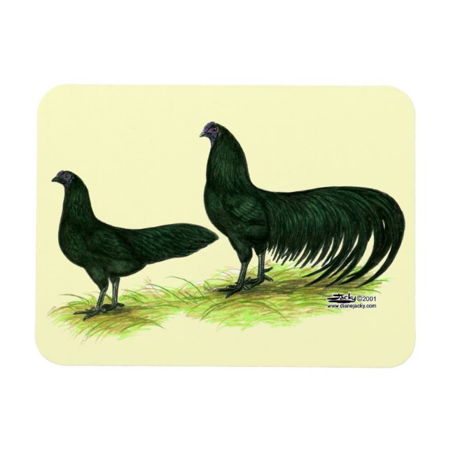 Magnet Flexible Poules Sumatra noires (Horizontal)