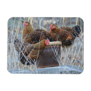 Magnet Flexible "Poulet des filles"