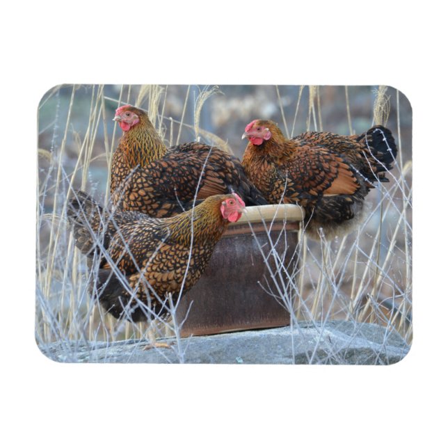 Magnet Flexible Poulet "Les filles" (Horizontal)