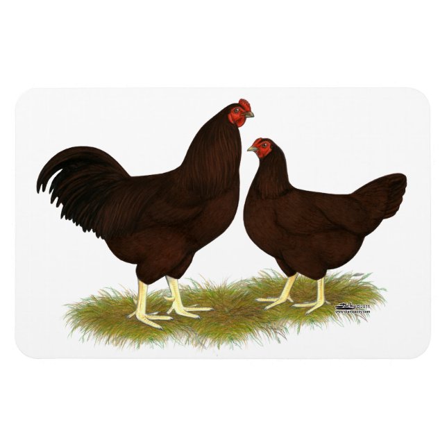 Magnet Flexible Poulets de Buckeye (Horizontal)
