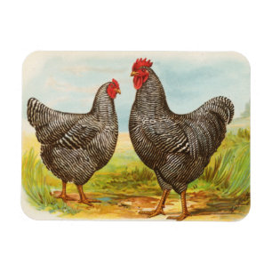 Magnet Flexible Poulets de roche Plymouth vintage Barred