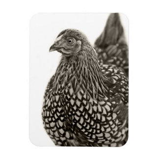 Magnet Flexible Poulets dorés Wyandotte