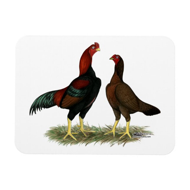 Magnet Flexible Poulets rouges noirs Aseel (Horizontal)