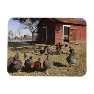 Magnet Flexible Poulets travaillant les terrains près du poulaille