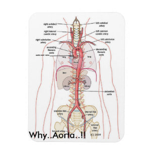 Magnet Flexible POURQUOI..Aorte... ! ! Anatomie ortique