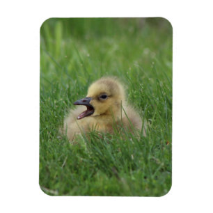 Magnet Flexible Poussin canadien d'oie
