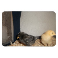 Poussins