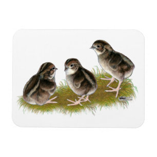 Magnet Flexible Poussins de caille Coturnix