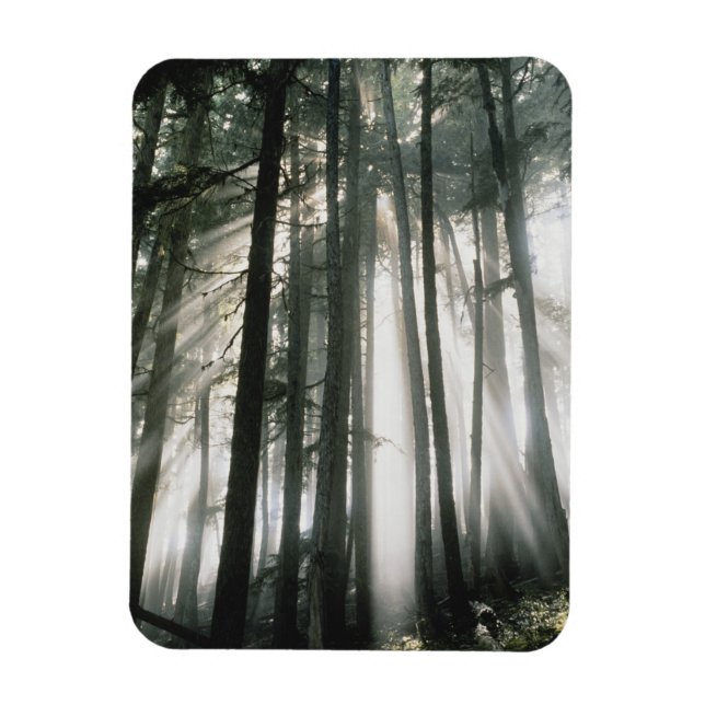 Magnet Flexible Poutres solaires traversant les arbres, Mont Raini (Vertical)