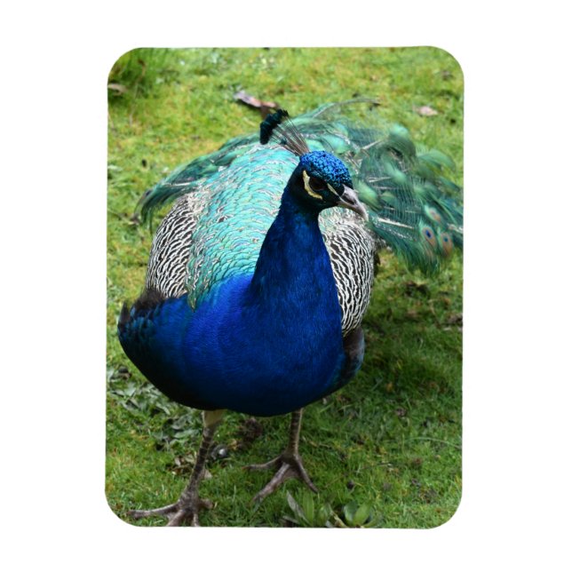 Magnet Flexible Pouvoir du Paon Royal (Vertical)