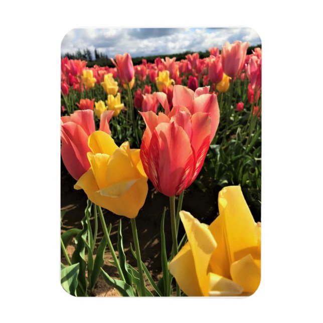 Magnet Flexible Pretty Spring Tulips in a Field, Oregon (Vertical)