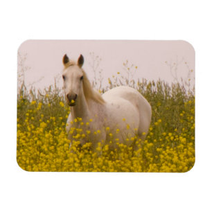 Magnet Flexible Printemps