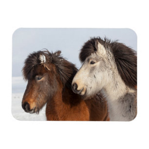 Magnet Flexible Profil de cheval islandais, Islande