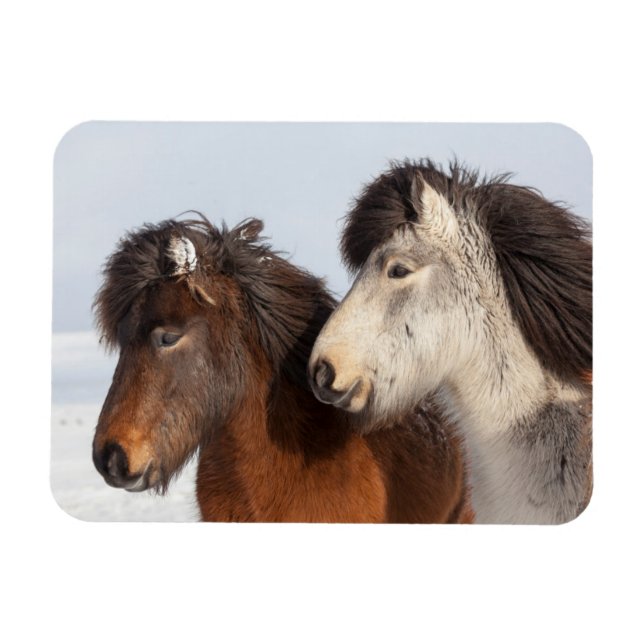 Magnet Flexible Profil de cheval islandais, Islande (Horizontal)