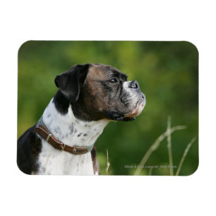 Magnet Flexible Profil de chien de boxe