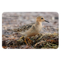 Profil d'un bécasseau à poils cassés à la plage