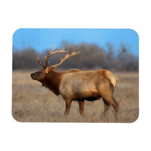 Magnet Flexible Profil d'un Wapiti en Automne