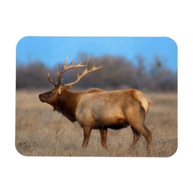 Magnet Flexible Profil d'un Wapiti en Automne (Horizontal)