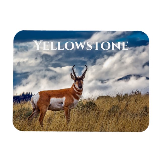 Magnet Flexible Pronghorn à Meadow, Yellowstone NP (Horizontal)
